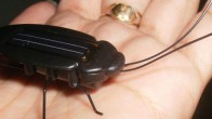 Solar Cockroach head