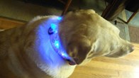 LED หนึ่งผลิตภัณฑ์ที่คนทั่วโลกให้ความสนใจ และนิยมใช้ แม้แต่สุนัขสัตว์เลี้ยงผู้ซื้อสัตย์ยังมีใช้!!!!!