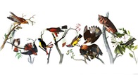 วันนี้ทาง Google ได้เปลี่ยนรูปโลโก้ให้ชาวนักเสิร์ชทั้งหลายต่างสนใจกันอีกแล้ว กับวันเกิด 226 ปี ให้กับ John James Audubon